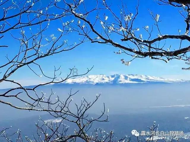 IDC:荣耀拿下2023年国内安卓手机出货量第一